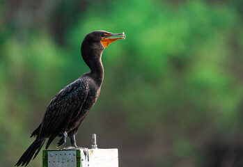 cormoran