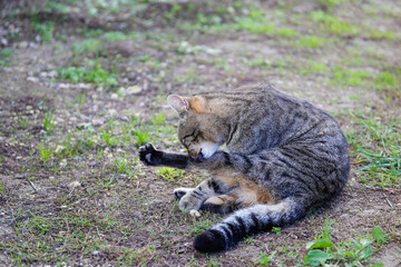 The cat is washing. The pet is licking its paw.