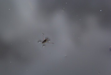 Insect Gerris lacustris, known as common pond skater or common water strider is a species of water strider, found in Europe have ability to move quickly on the water surface and have hydrophobic legs