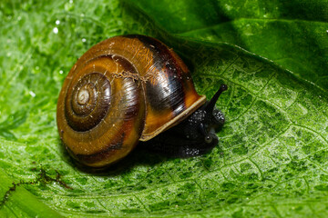 Oxychilus alliarius , commonly known as the garlic snail or garlic glass-snail