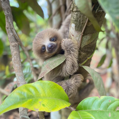 Fototapeta premium Baby Sloth in Tree in Costa Rica