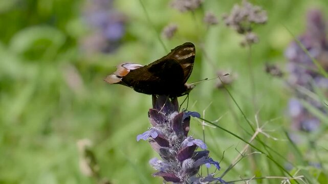 Slow Motion Peacock Butterfly Feeding on Bugle