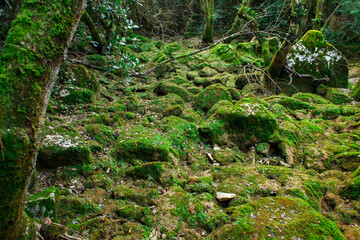 Fototapeta premium a lush forest scene where moss-covered rocks and tree trunks dominate the foreground. The ground is carpeted with large boulders, all coated in green moss, creating a natural, untamed atmosphere.