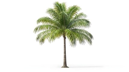 Obraz premium Detailed Tropical Palm Tree on Clean White Background for Product Mockups