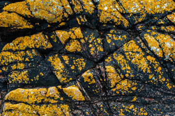 Une matière de lichen sur de la roche granitique sur le littoral en Bretagne