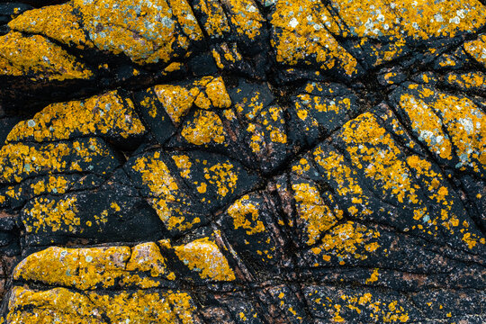 Une mati&egrave;re de lichen sur de la roche granitique sur le littoral en Bretagne