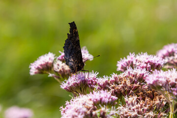 Butterfly aglais io with large spots on the wings sits on a cornflower meadow
