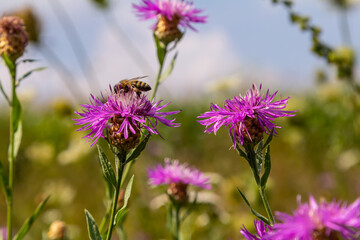A flying honey bee collects pollen on a flower