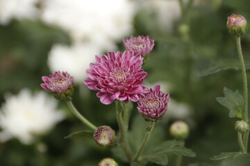 flowers that have bloomedflowers that have bloomed