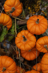 pumpkins on the ground