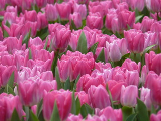 Obraz premium flower