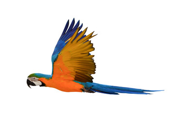 Colorful flying Blue and Gold Macaw parrot isolated on transparent background png file