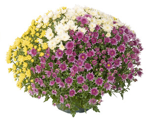 Chrysanthème multicolor en pot