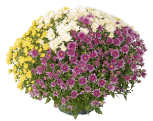 Chrysanthème multicolor en pot