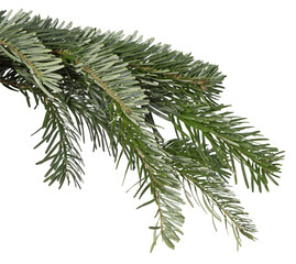 Branche de sapin de Noël Nordmann	