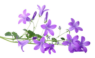 Fleurs de Campanule muralis © hcast