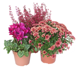 Fleurs. d'automne en pot