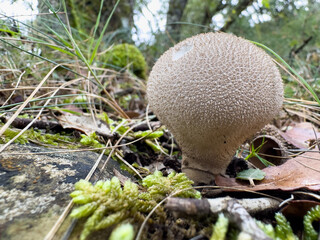 mushrooms in the forest