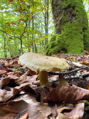 Fototapeta premium mushrooms in the forest