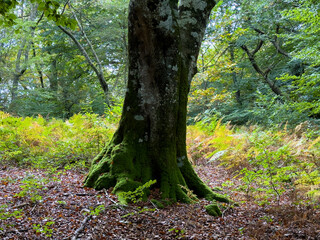 mushrooms in the forest