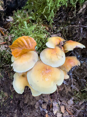 mushrooms in the forest