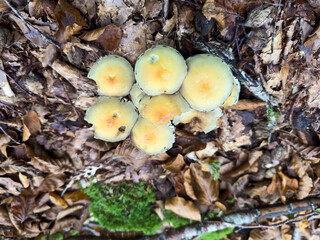 mushrooms in the forest