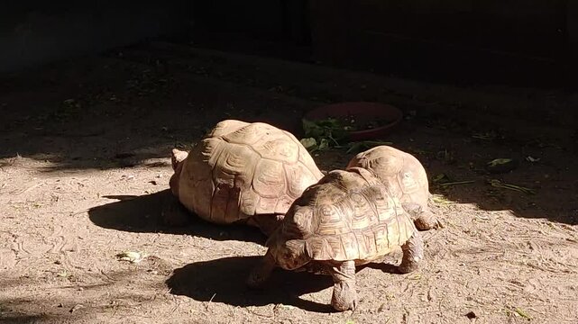 Two big turtles are walking in the park