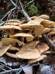 mushrooms in the forest
