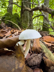 mushrooms in the forest