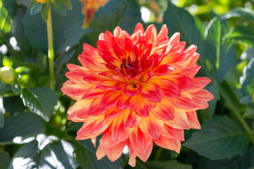 orange Dahlia flower