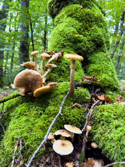 mushrooms in the forest
