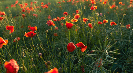 Fototapeta premium Poppy, flower and autumn plant in nature garden with red, blossom or bloom for morning growth. Peace, floral bush and fresh, petals and bush in forest for ecology or botany in countryside ecosystem