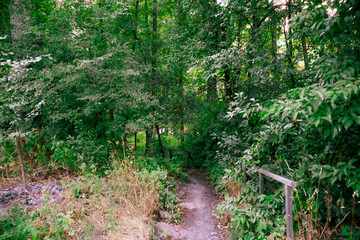 Forest Pathway Surrounded by Dense Green Foliage in a Peaceful Woodland