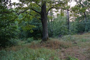 Serene Forest Landscape with Tall Oak Tree in the Wilderness