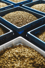 Top View of Fresh Green Coffee Beans Organized in Plastic Containers Ready for Roasting in Processing Facility. Specialty segment coffee.