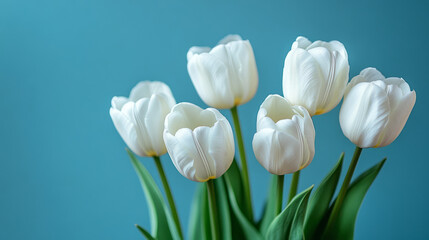 Tulips on solid background, Thanksgiving, Mother's Day, Valentine's Day