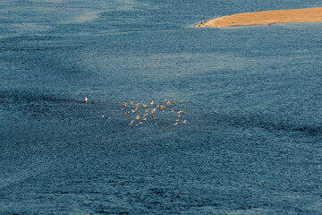 An aerial perspective beautifully showcasing various birds gracefully soaring above serene waters and a calm shoreline