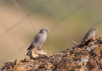 trumpeter finch or Bucanetes githagineus, Desert National Park, Rajasthan, India