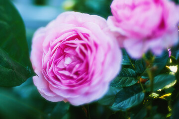 Flower, nature and pink roses in garden for blooming season, blossom and growth in spring. Closeup, plant and sustainable gardening with floral petals, leaves and ecology in eco friendly environment