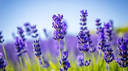 Naklejka premium Bright Lavender Fields Under Clear Blue Sky