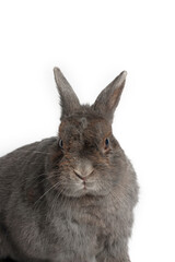 portrait of Rabbit grey isolated on white 