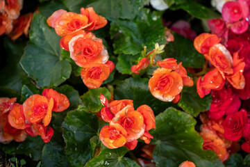 Begonie - Blüten in Hülle und Fülle