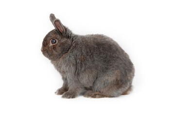 bunny grey isolated on white 
