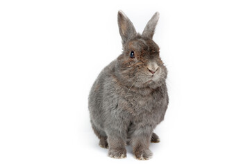 Obraz premium Rabbit grey isolated on white 