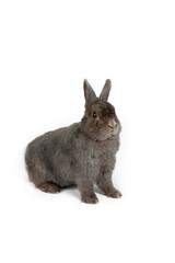 Rabbit grey isolated on white 