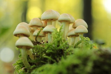 Mushrooms growing on a tree trunk in the forest 