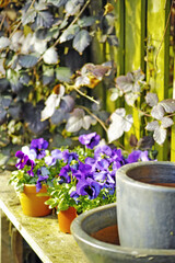 Garden, spring and growth of pot plants, petals and color of flowers, outdoor and nature in environment. Floral, eco friendly and bloom of seedling, sustainability and sprout of bluebell or botanical