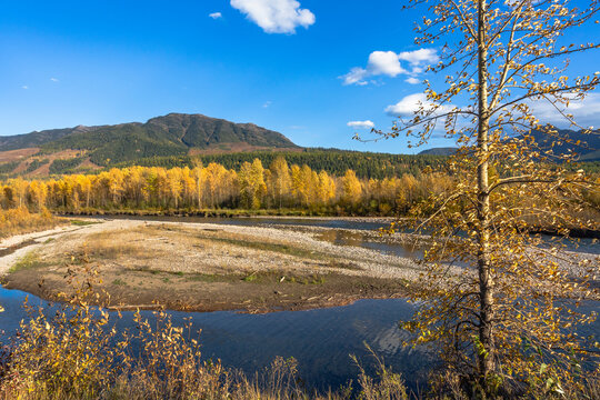 Elk River in autumn colors, in Fernie, British Columbia, Canada