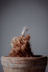 Dried cactus in a clay pot. Concept of dry skin, mental health problems, emotional burnout,...