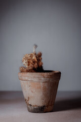 Dried cactus in a clay pot. Concept of dry skin, mental health problems, emotional burnout, dehydration. Lack of clean water and the environmental consequences of global warming.